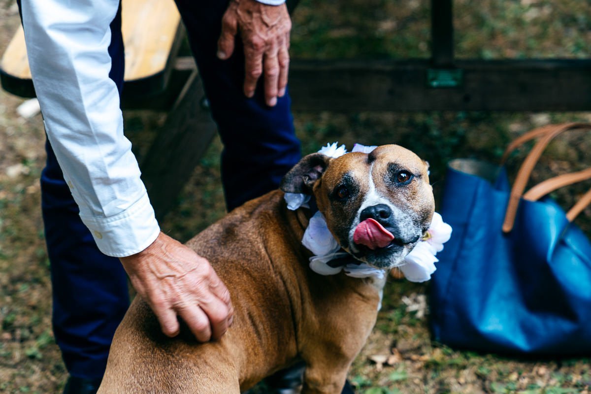 Dog licks it's face at wedding in the Cotswolds